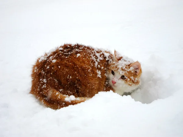 Red and white cat on the white snow