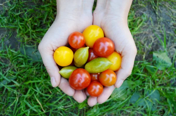 Small, red, yellow, green tomatoes in the hands
