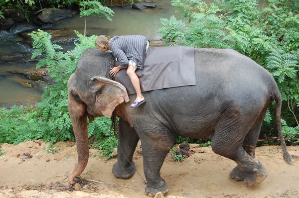 Colombo, Sri Lanka . January 21.2014:a group of tourists came to see the wild elephants