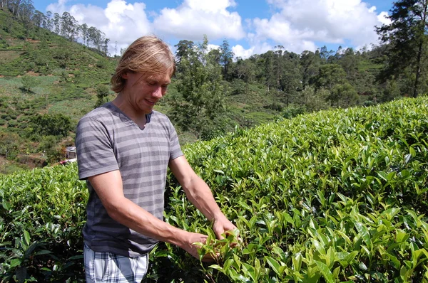 Colombo, Sri Lanka.January 17.2014: Goofy SURF CAMP,tourists on a tea plantation in Colombo