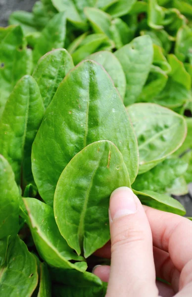 Human hand and spinach in the garden