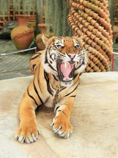 Portrait of angry tiger