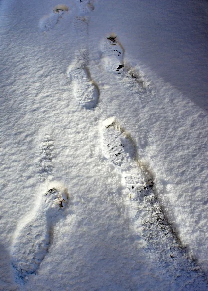 Snow. footprints