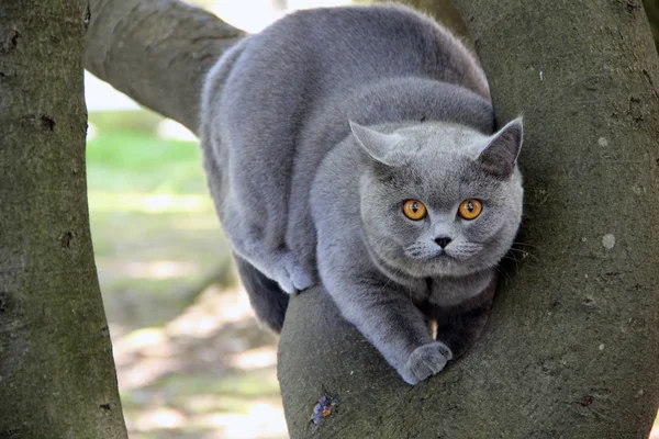 Cute british cat Alice. Pretty little kittens. Fluffy friend. Downy british kitten. Scottish fold. Gorgeous British Cat.