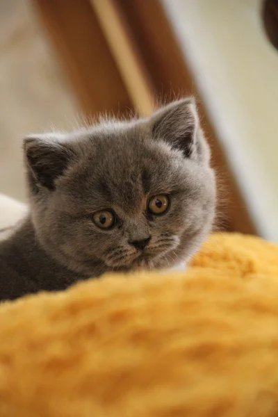 Pretty little kittens. Fluffy friend. Downy british kitten. Scottish fold. Gorgeous British Cat.