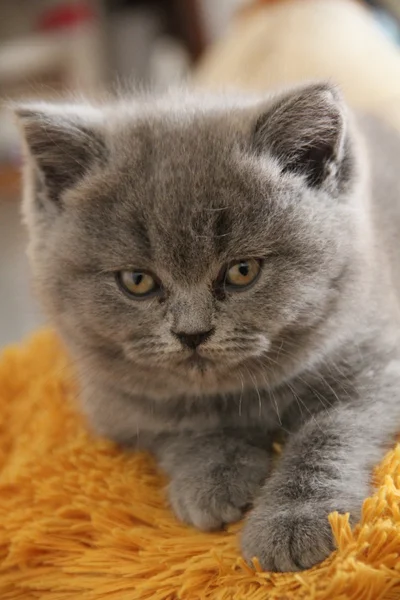 Pretty little kittens. Fluffy friend. Downy british kitten. Scottish fold. Gorgeous British Cat.