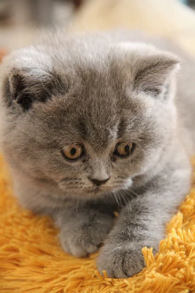 Pretty little kittens. Fluffy friend. Downy british kitten. Scottish fold. Gorgeous British Cat.