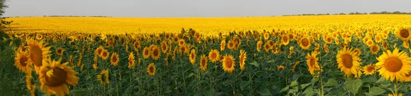 Sunflowers field panorama