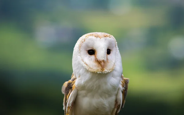 Close up of a barn Owl Face