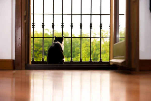 Lonely black and white cat watch outside the window