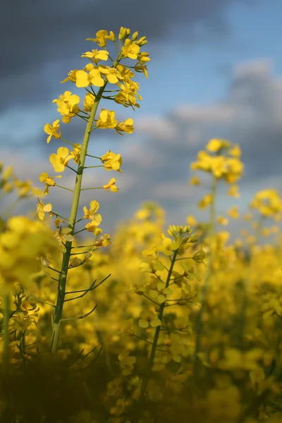 View of flowering field of rapeseed.Plant for green energy and oil industry