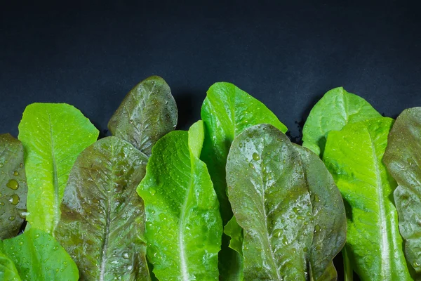 Green Lettuce Sprayed with Fine Droplets on Black Background