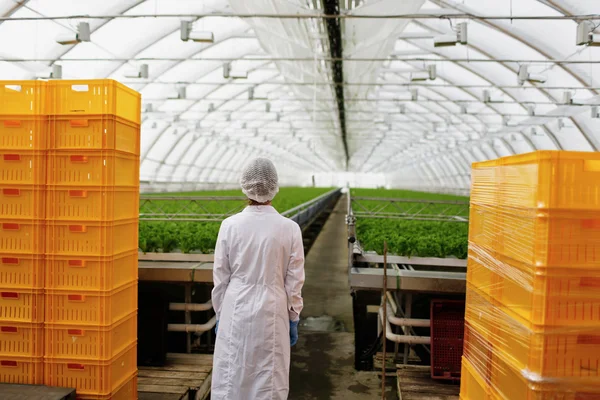 Portrait of back female scientist researching plants and diseases in greenhouse with greenhouse