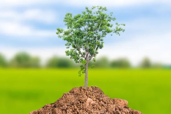 Plant of tree saving the world