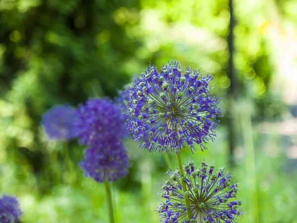 Round purple flowers.