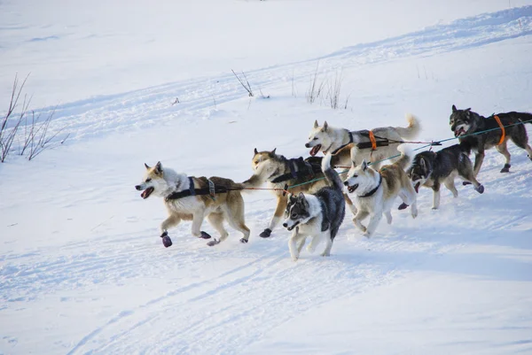 Dogs, sled dogs