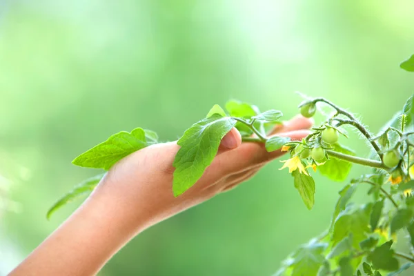 Human hand taking care of plant