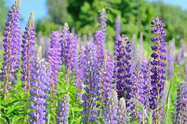 Purple lupine flowers close-up