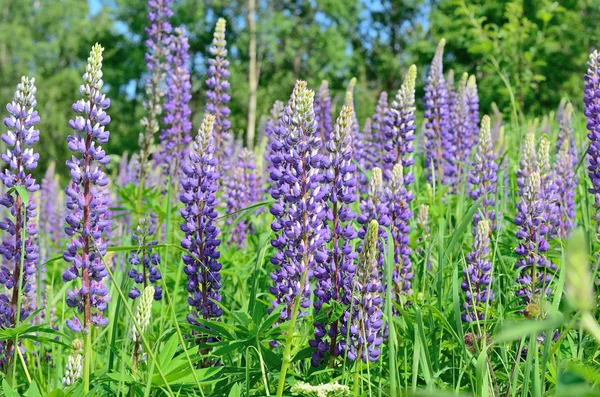 Purple lupine flowers close-up