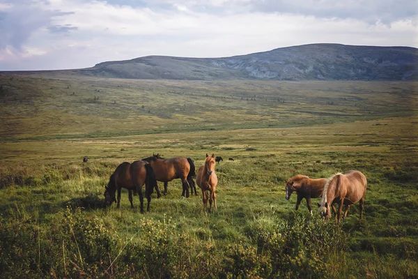 Small herd of horses in valley