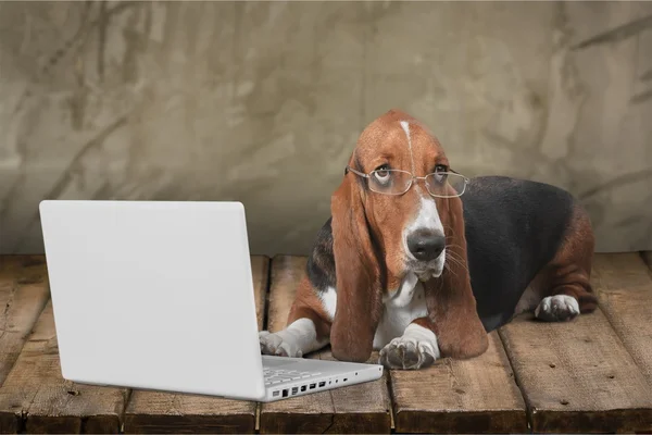 Basset Hound dog with laptop