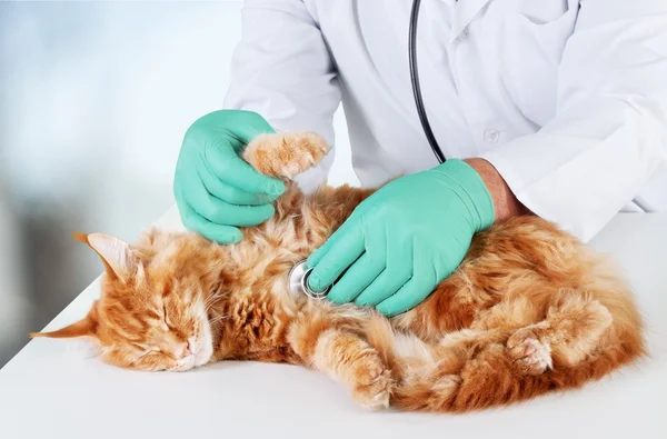 Cat examined at veterinary doctor