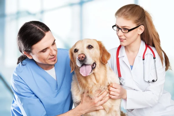 Male and Female Veterinarians and dog