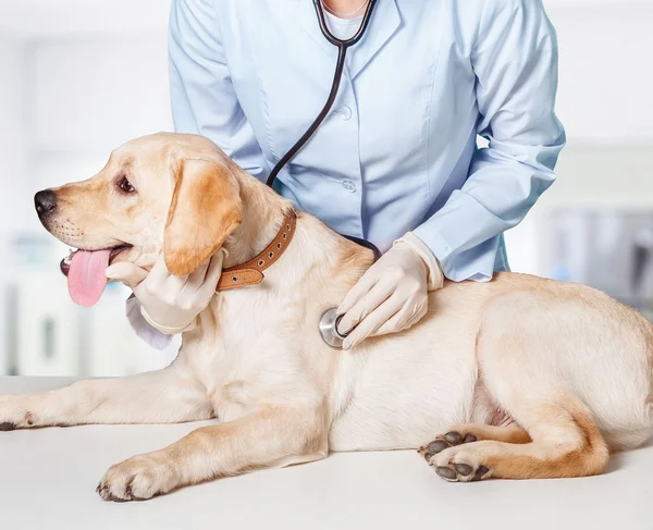 Beautiful young veterinarian with a dog