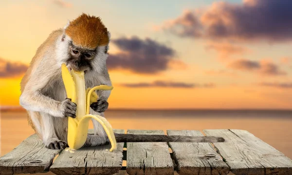 Monkey, Banana, Primate.
