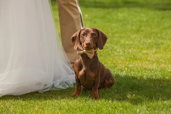 Red dog in the tie of butterfly on wedding