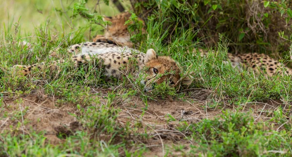 Cheetah with cub in Masai Mara, cheetah, safari,nature, kenya, national
