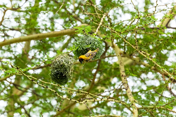 Birds of Kenya, Nest-building, weaver, nest, building, nature, male, yellow, masked