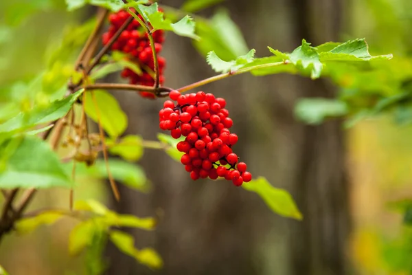 Berry red elderberry, elder in the woods, red berries, red elder, red, elderberry, summer, elderberries, green, plant, berry, nature, background