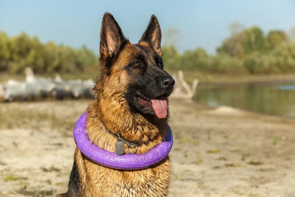 German shepherd, man's best friend, favorite, pet, guard dog, sh