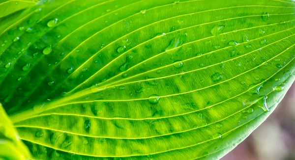 Green leaf with drops of water in sunshine texture background closeup macro