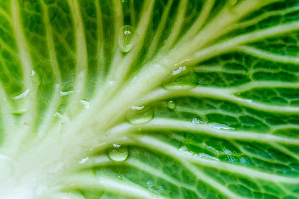 Green leaf of cabbage with drops of water in sunshine texture close up macro