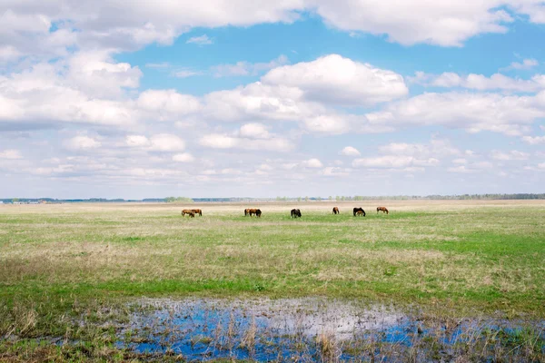 Freely giving in horses in the field