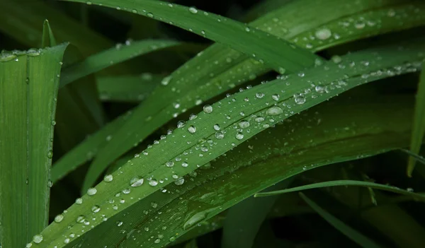 Background of green leaves with rain drops
