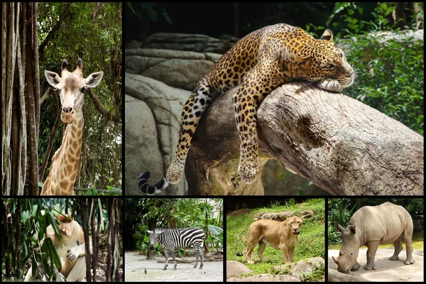 Animals collage with Leopard, lion, monkey, giraffe, zebra, rhin