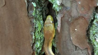 黄锦蛇滑行 - 图库影像片段 黄锦蛇滑行 - 图库视