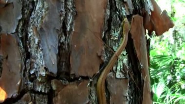 黄锦蛇滑行 - 图库影像片段 黄锦蛇滑行 - 图库视