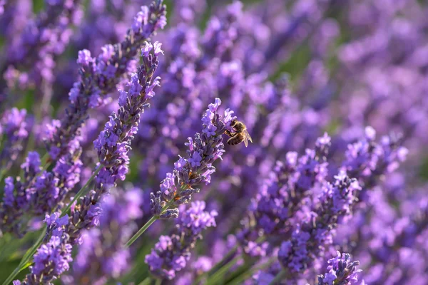 Lavender at the fields of French Provence, nature flower background