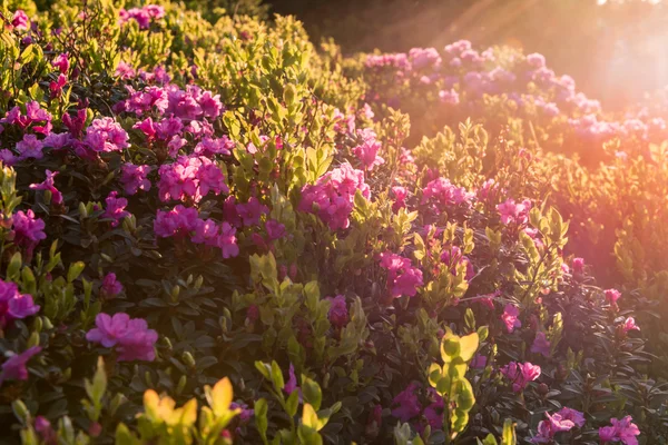 Pink rhododendron flowers, lit by sunset light