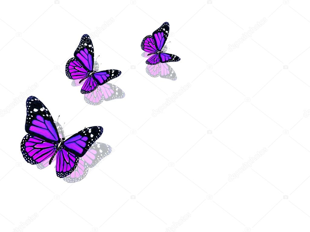 Imagenes Mariposas Violetas | hermosas mariposas violetas fotos de stock 169 lovart Imagenes Mariposas Violetas | hermosas mariposas violetas fotos de stock 169 lovart