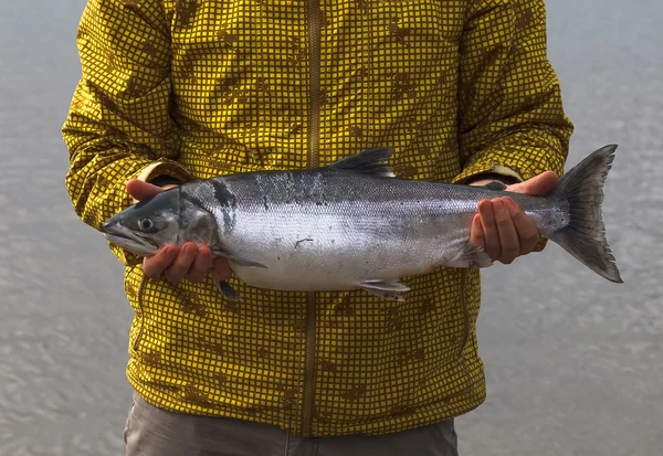 Fisherman holding a big Siberian Salmon fish