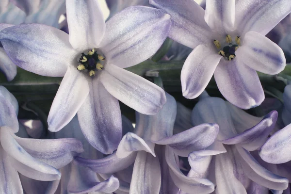 Gently purple hyacinth flower closeup