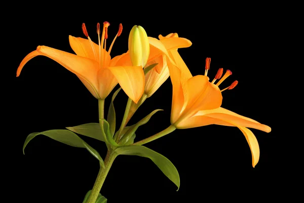 Orange day lily flower isolated on black backgroun