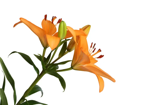 Orange day lily flower isolated on white background
