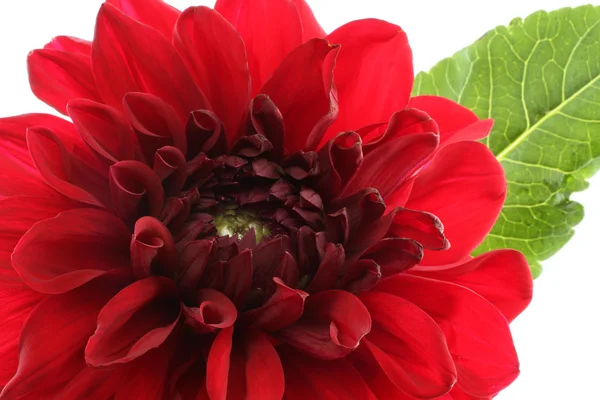 Claret red dahlia isolated on white background