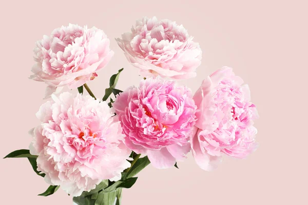 Bouquet of pink peonies on light pink background